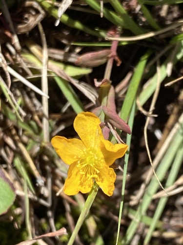 Grassy St. Johnswort (Hypericum gramineum)
