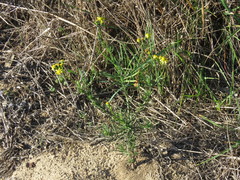 Senecio rosmarinifolius