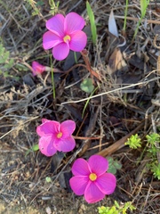 Oxalis eckloniana-nidulans