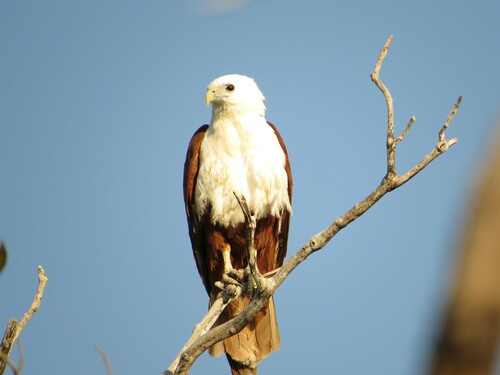 Brahminy Kite, photo 8 of 9