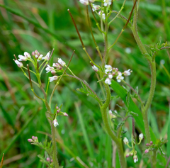 Cardamine hirsuta