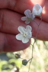 Iberodes linifolia, photograph Jorge Íñiguez, CC BY, iNaturalist via GBIF