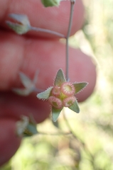 Iberodes linifolia, photograph Jorge Íñiguez, CC BY, iNaturalist via GBIF