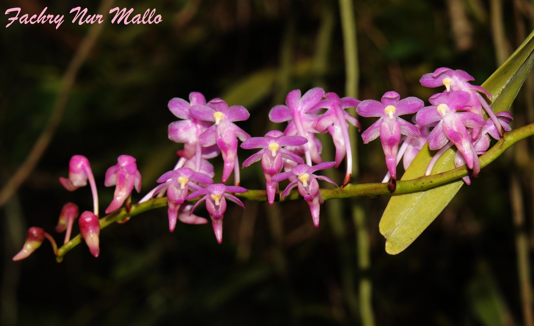 Aerides huttonii (Hook.f.) J.H.Veitch