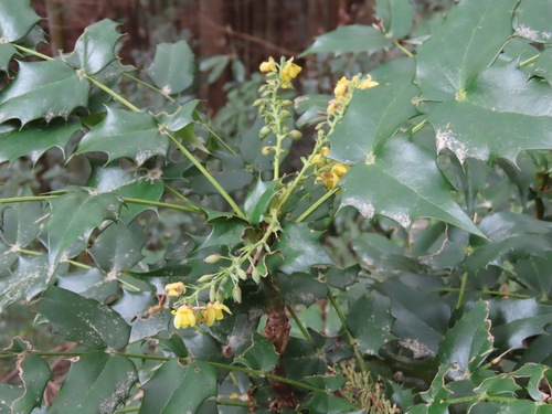 Image of Berberis japonica by (c) Marco Mussita, some rights reserved (CC BY)