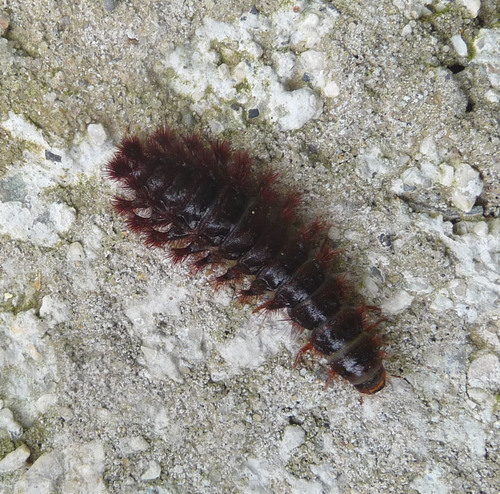 Drilus mauritanicus
