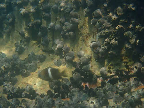Sash damsel (Plectroglyphidodon leucozonus) — Pomacentridae — 4