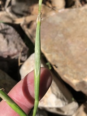 Moraea bipartita