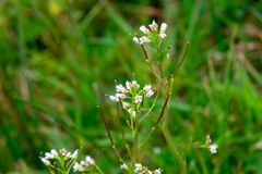 Cardamine hirsuta