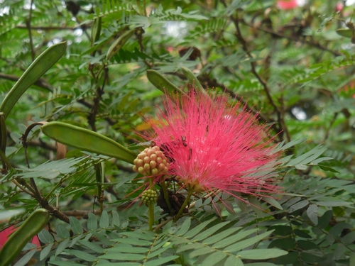 Image of Calliandra haematocephala by (c) Sandipan Das, some rights reserved (CC BY)