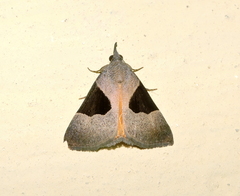 Dichromia sagitta