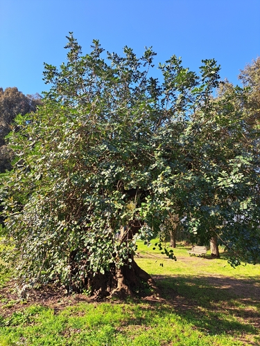 Carob tree