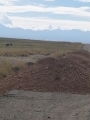 Vanellus resplendens