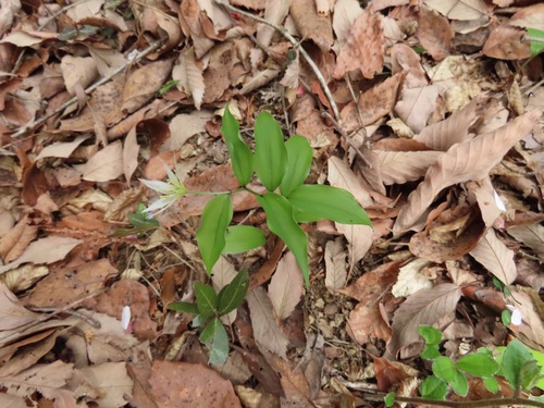 Image of Disporum smilacinum by (c) Marco Mussita, some rights reserved (CC BY)