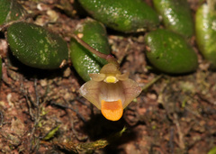 Dendrobium lichenastrum, photograph (c) Lachlan Copeland, some rights reserved (CC BY-SA)