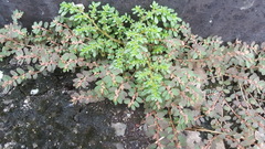 Euphorbia thymifolia