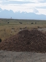 Vanellus resplendens