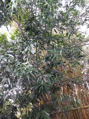Mangifera indica