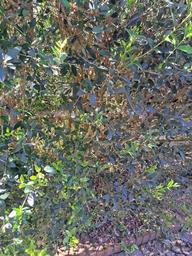 Green Olive Tree