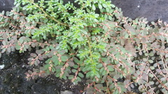 Euphorbia thymifolia