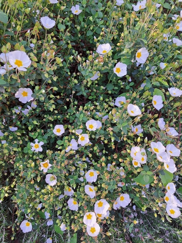 Sage-leaved Rock-rose