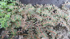 Euphorbia thymifolia