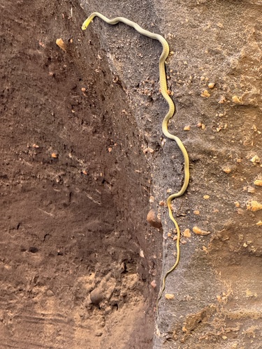 Common Tree Snake sighting