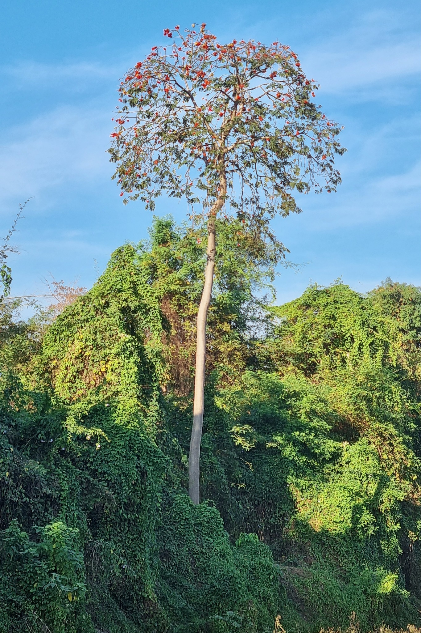 Sterculia pexa Pierre 3