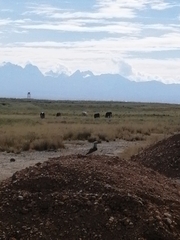 Vanellus resplendens