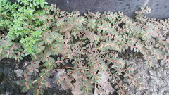 Euphorbia thymifolia