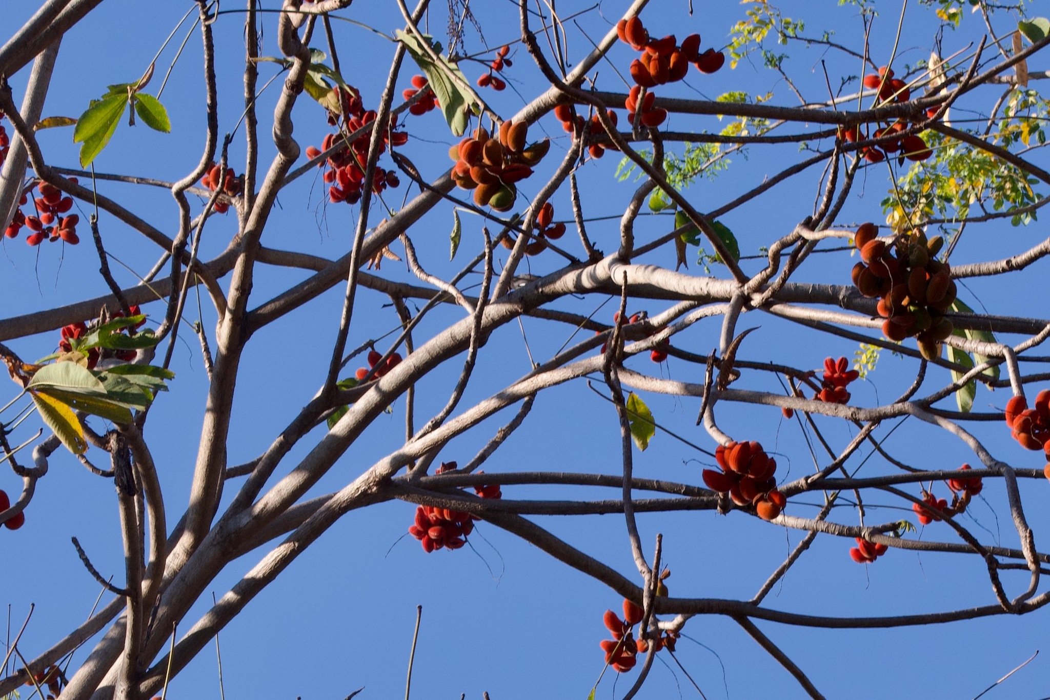 Sterculia pexa Pierre 2