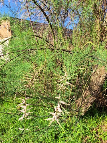 Französische Tamariske