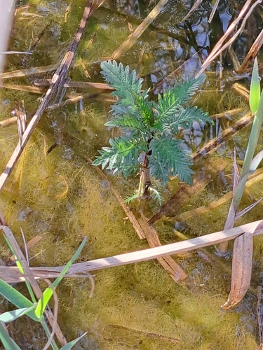 European water-horehound