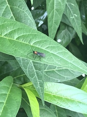 Melanchroia chephise
