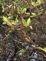Rhododendron oldhamii