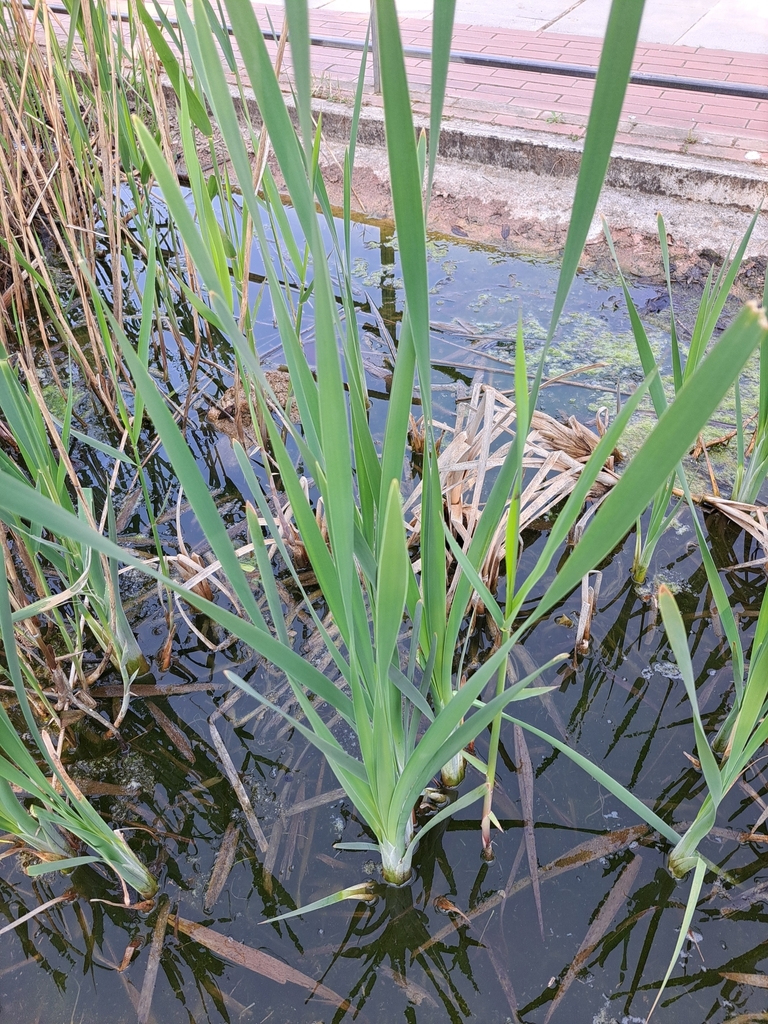 Großer Rohrkolben