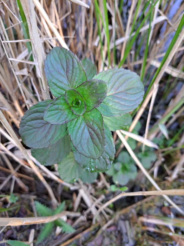 Watermint