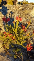 Erica abietina