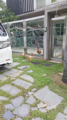 Gallus gallus domesticus