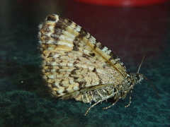 Epirrhoe plebeculata