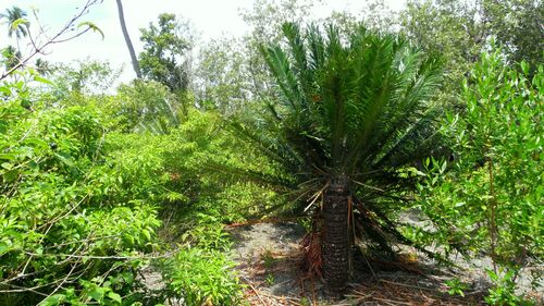 Cycas rumphii observed 2015-02-19