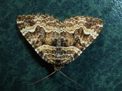 Epirrhoe plebeculata