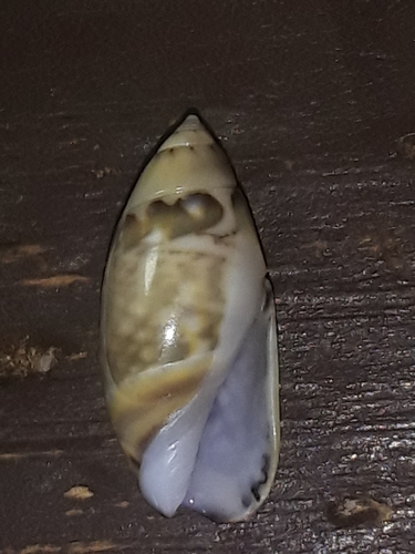 Olivella tergina, 2024-04-13