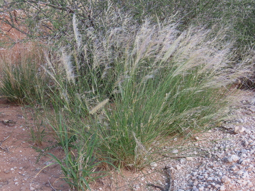 Image of Stipagrostis ciliata by no rights reserved