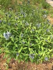 Amsonia tabernaemontana