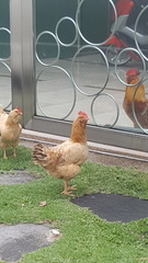 Gallus gallus domesticus