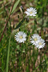 Ixeris strigosa