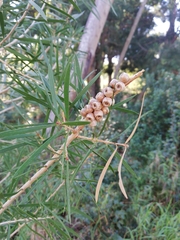 Melaleuca linearis linearis