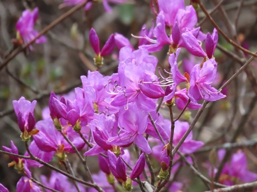 Rhododendron dilatatum iNat (1)