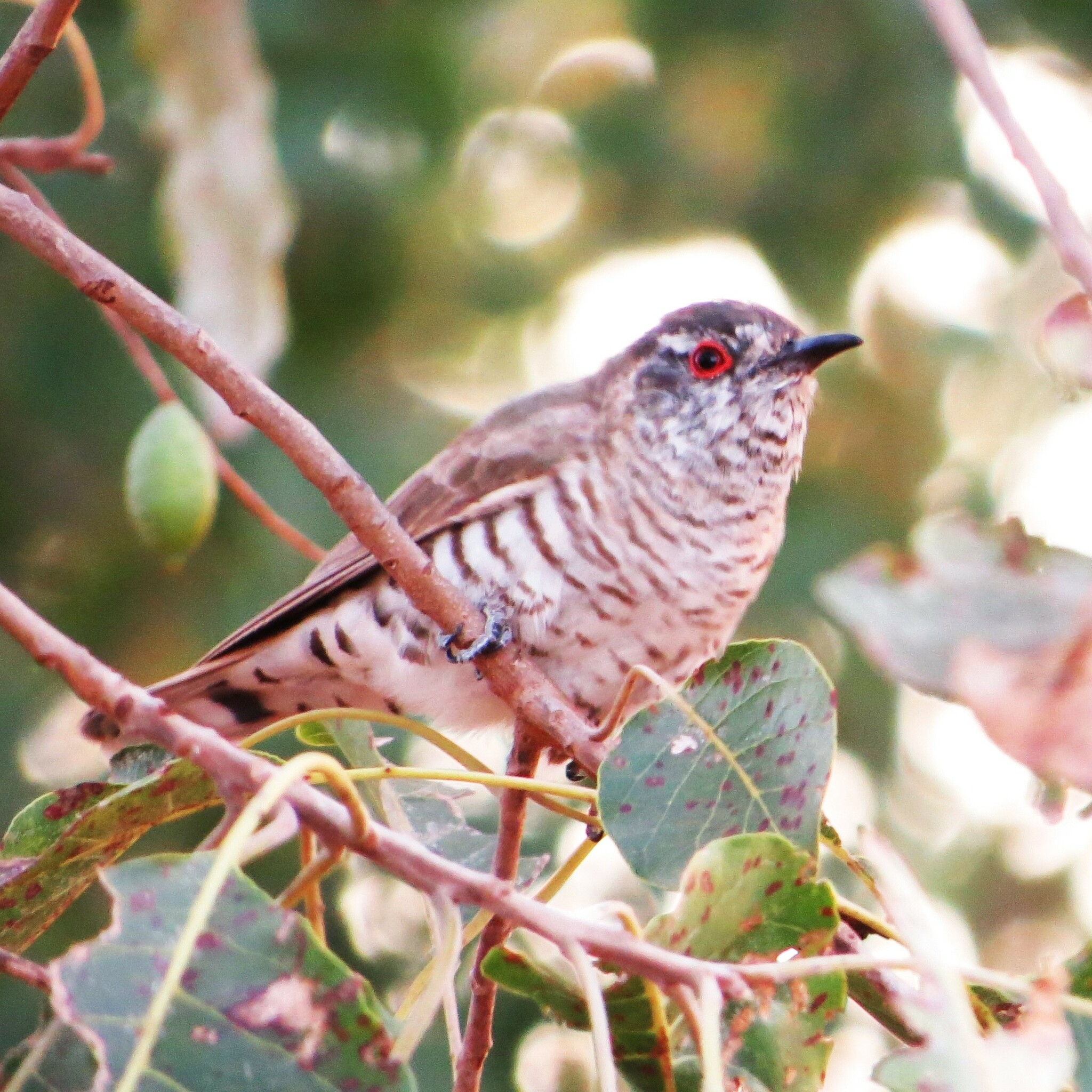 Little Bronze-Cuckoo (Chalcites minutillus)